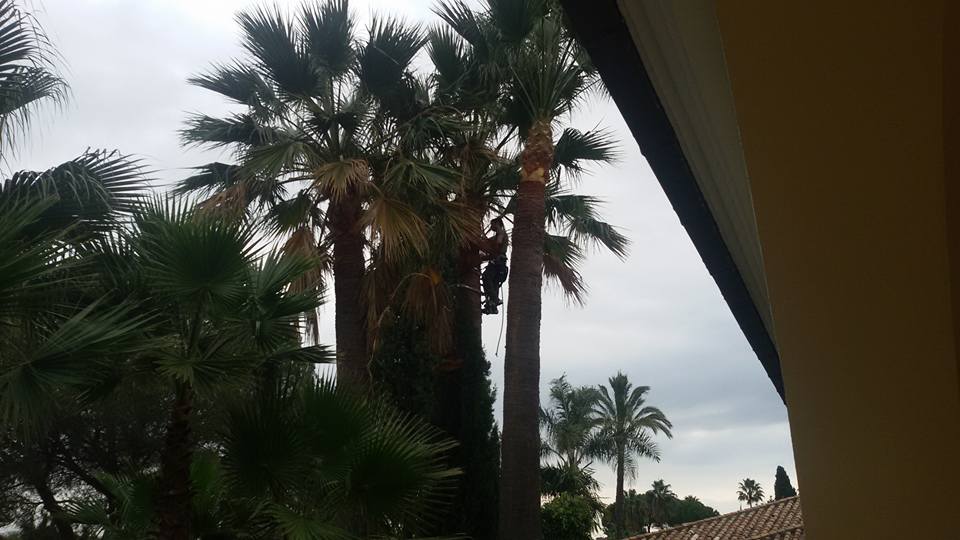 Poda de palmeras en Marbella